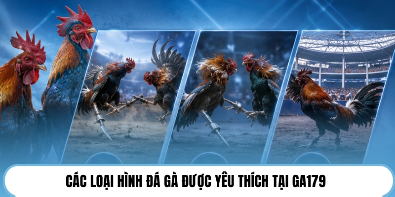 Các loại hình đá gà được yêu thích tại GA179 
