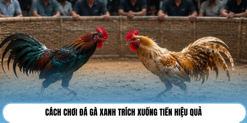 Cách chơi đá gà xanh trích xuống tiền hiệu quả