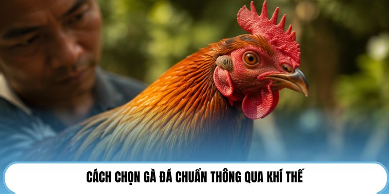Cách chọn gà đá chuẩn thông qua khí thế