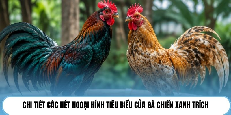 Chi tiết các nét ngoại hình tiêu biểu của gà chiến xanh trích