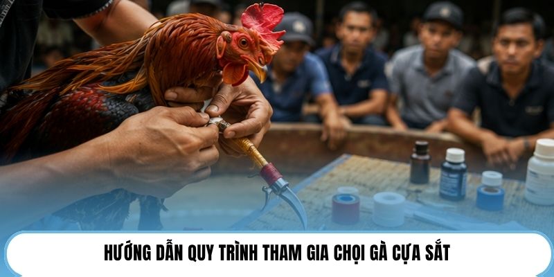 Hướng dẫn quy trình tham gia chọi gà cựa sắt