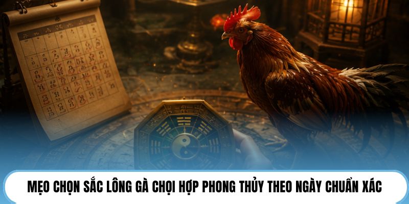 Mẹo chọn sắc lông gà chọi hợp phong thủy theo ngày chuẩn xác