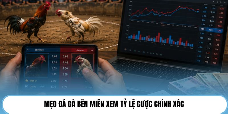 Mẹo đá gà bên Miên xem tỷ lệ cược chính xác