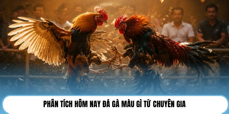 Phân tích hôm nay đá gà màu gì từ chuyên gia