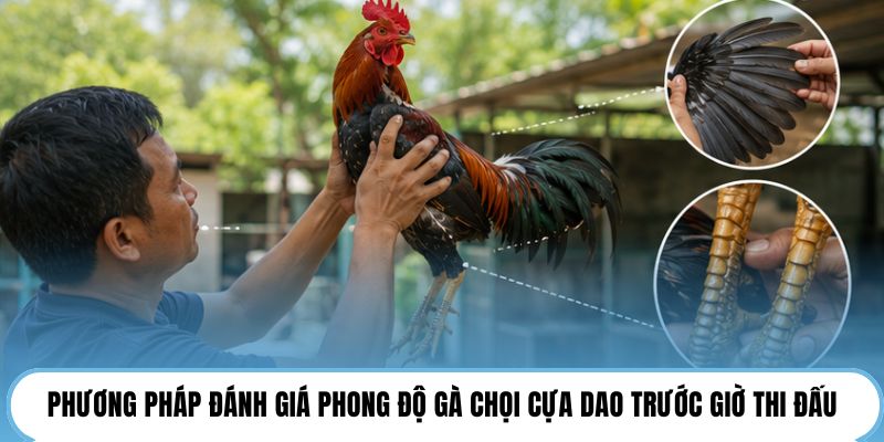 Phương pháp đánh giá phong độ gà chọi cựa dao trước giờ thi đấu