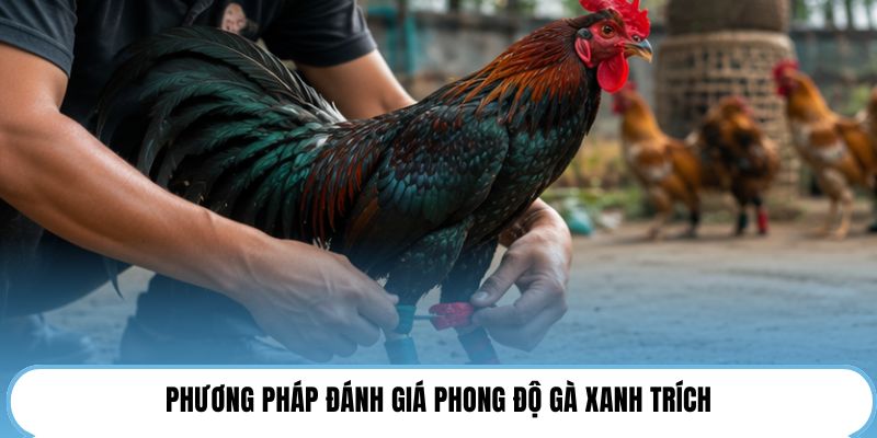 Phương pháp đánh giá phong độ gà xanh trích