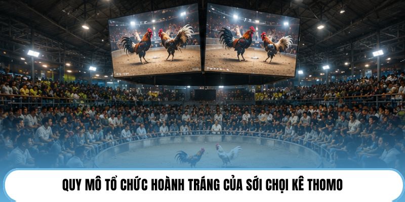 Quy mô tổ chức hoành tráng của sới chọi kê Thomo