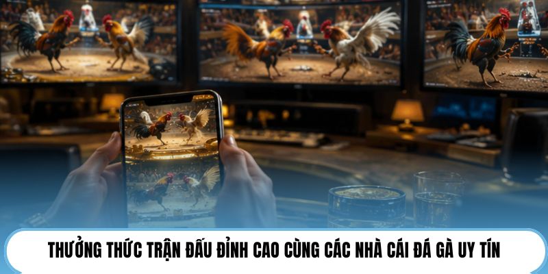 Thưởng thức trận đấu đỉnh cao cùng các nhà cái đá gà uy tín